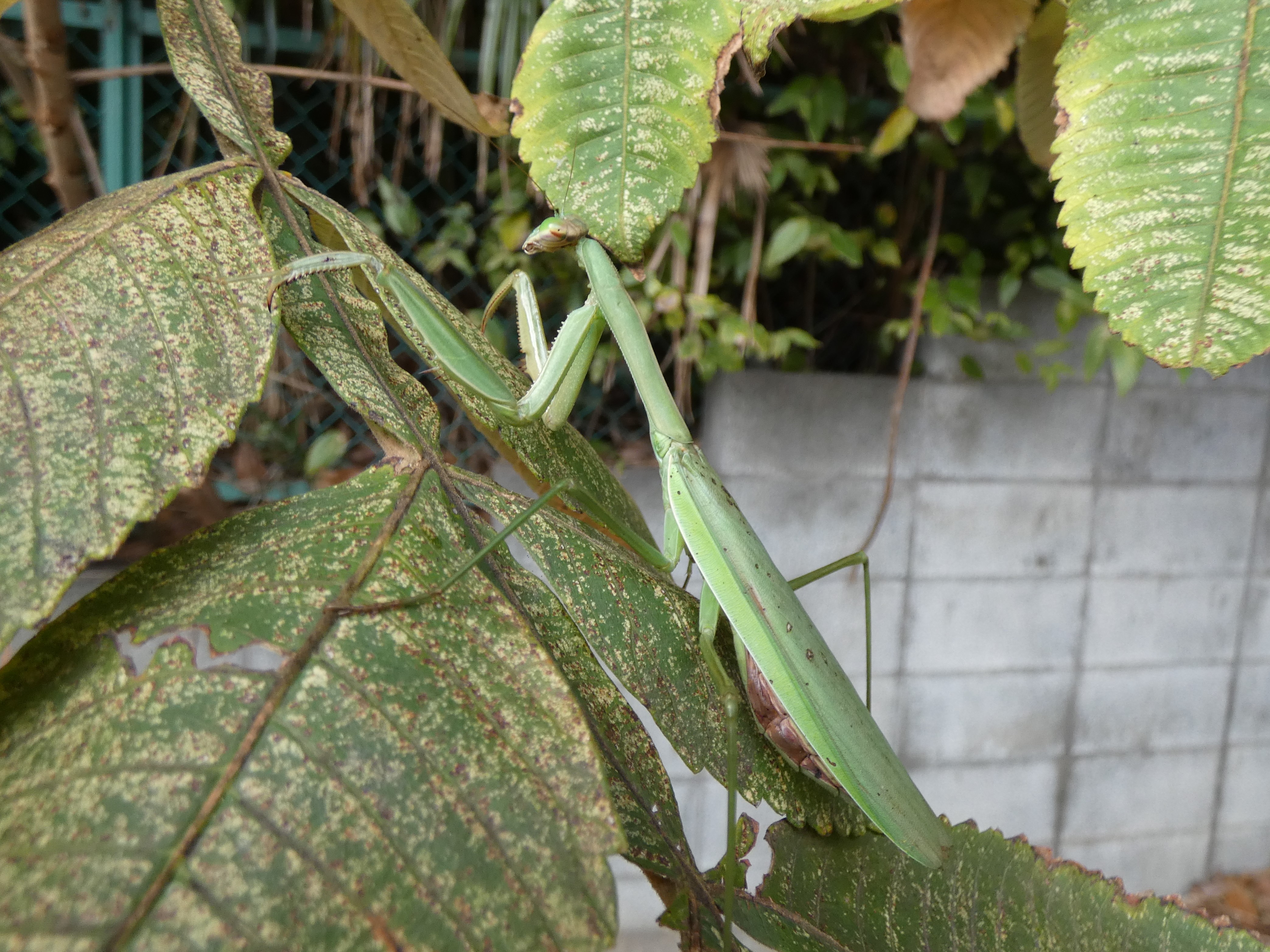 photo_4
